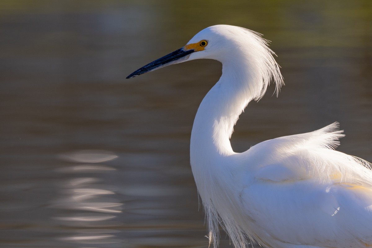 Snowy Egret - Loni Ye