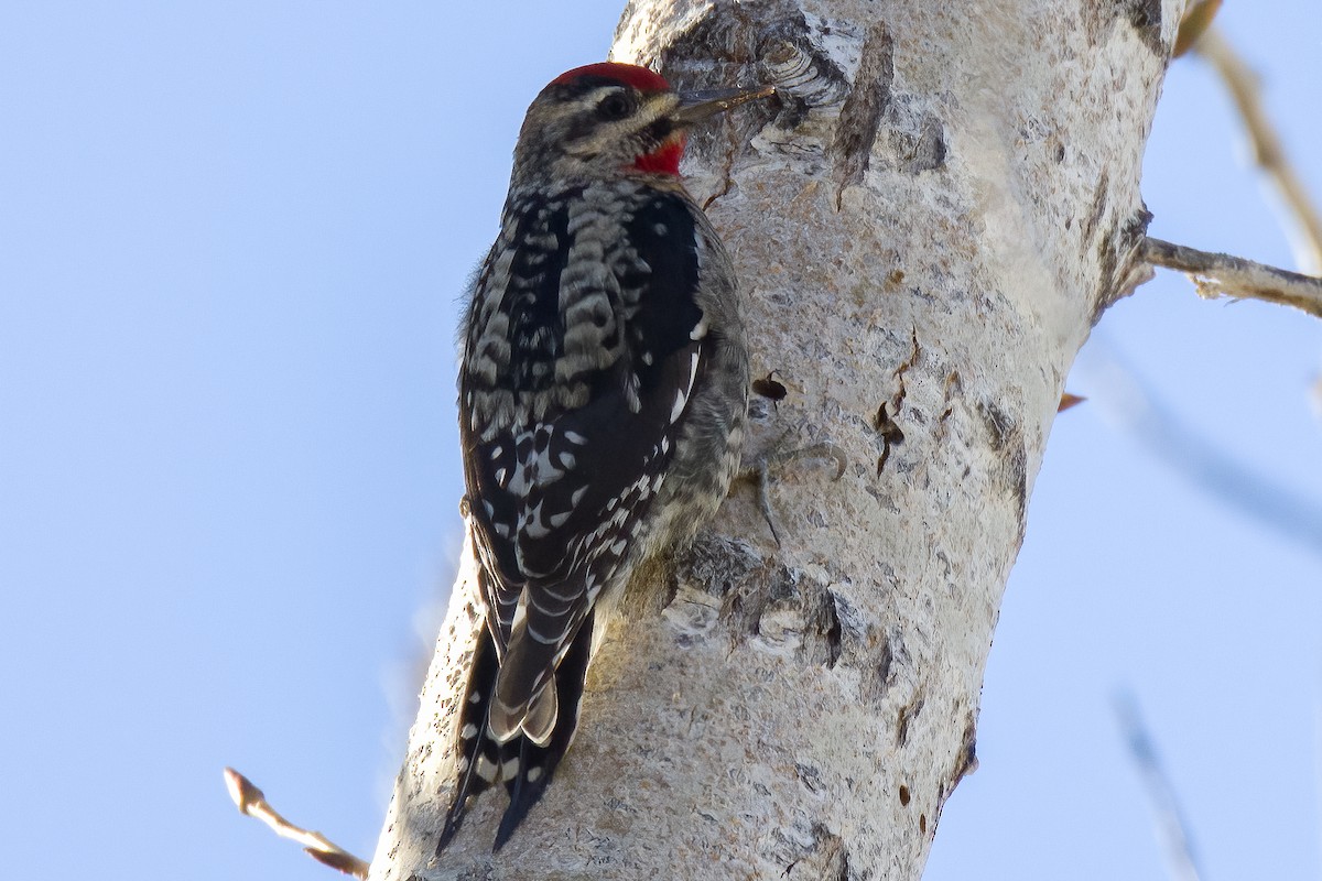 Red-naped Sapsucker - ML526810101