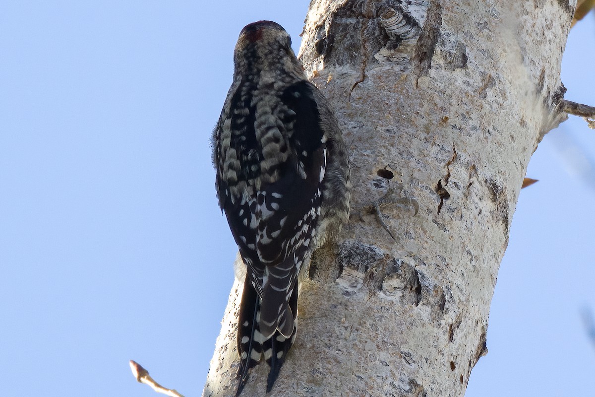 Red-naped Sapsucker - ML526810111
