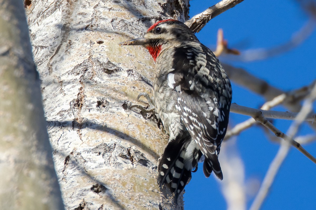 Red-naped Sapsucker - ML526810131