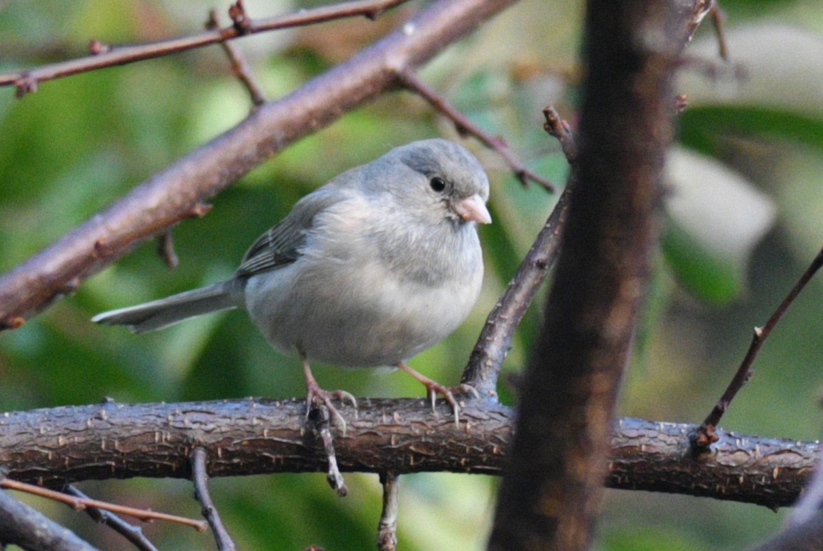 Junco ardoisé - ML526810301