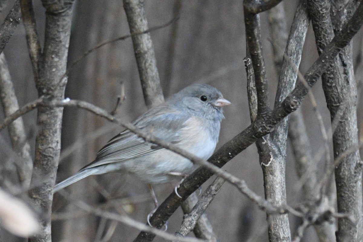 Dark-eyed Junco - Max Brodie