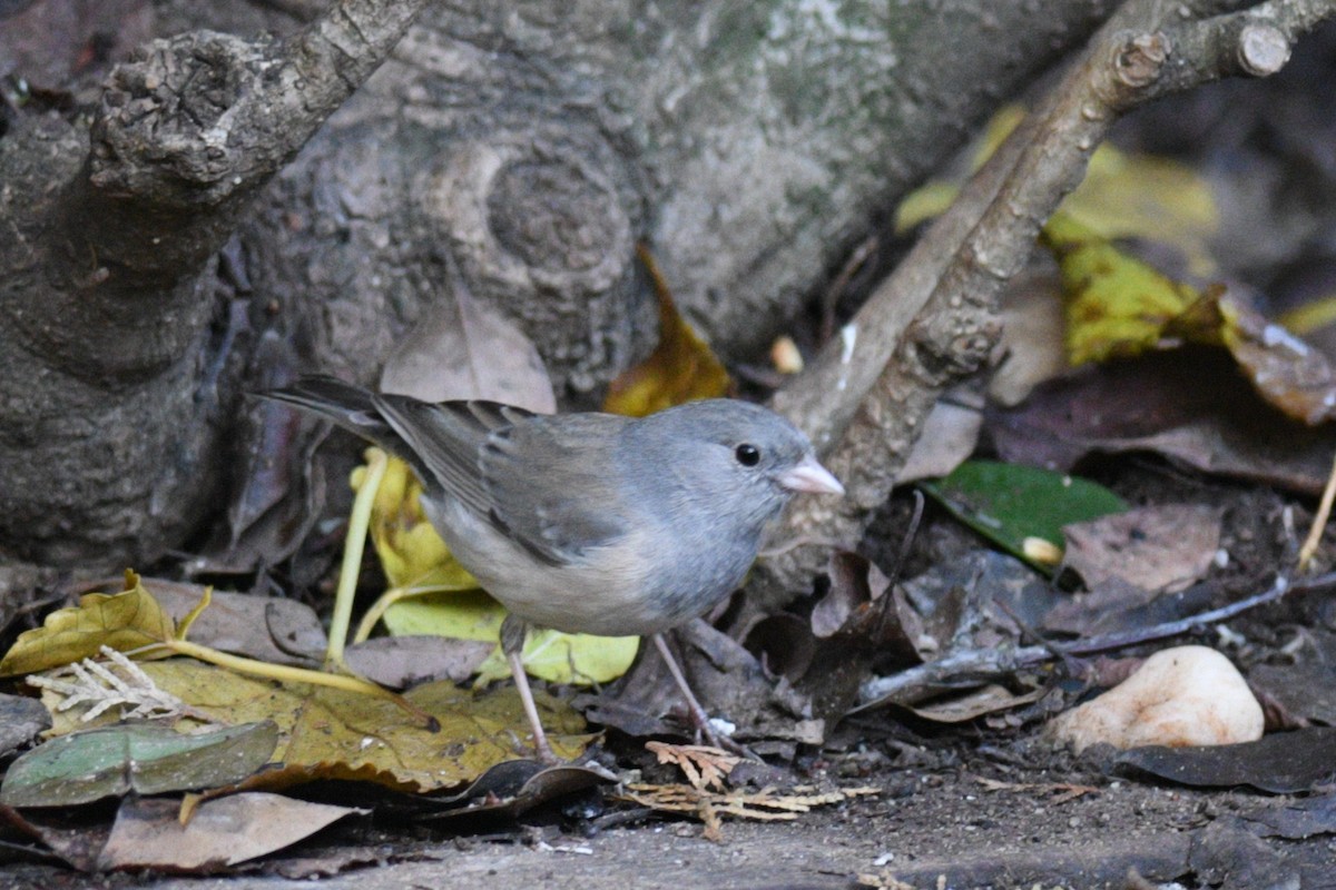 Dark-eyed Junco - ML526810331