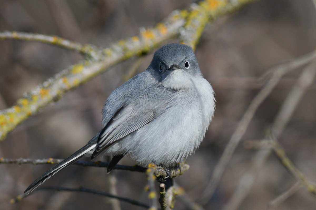 Blue-gray Gnatcatcher - ML526810601