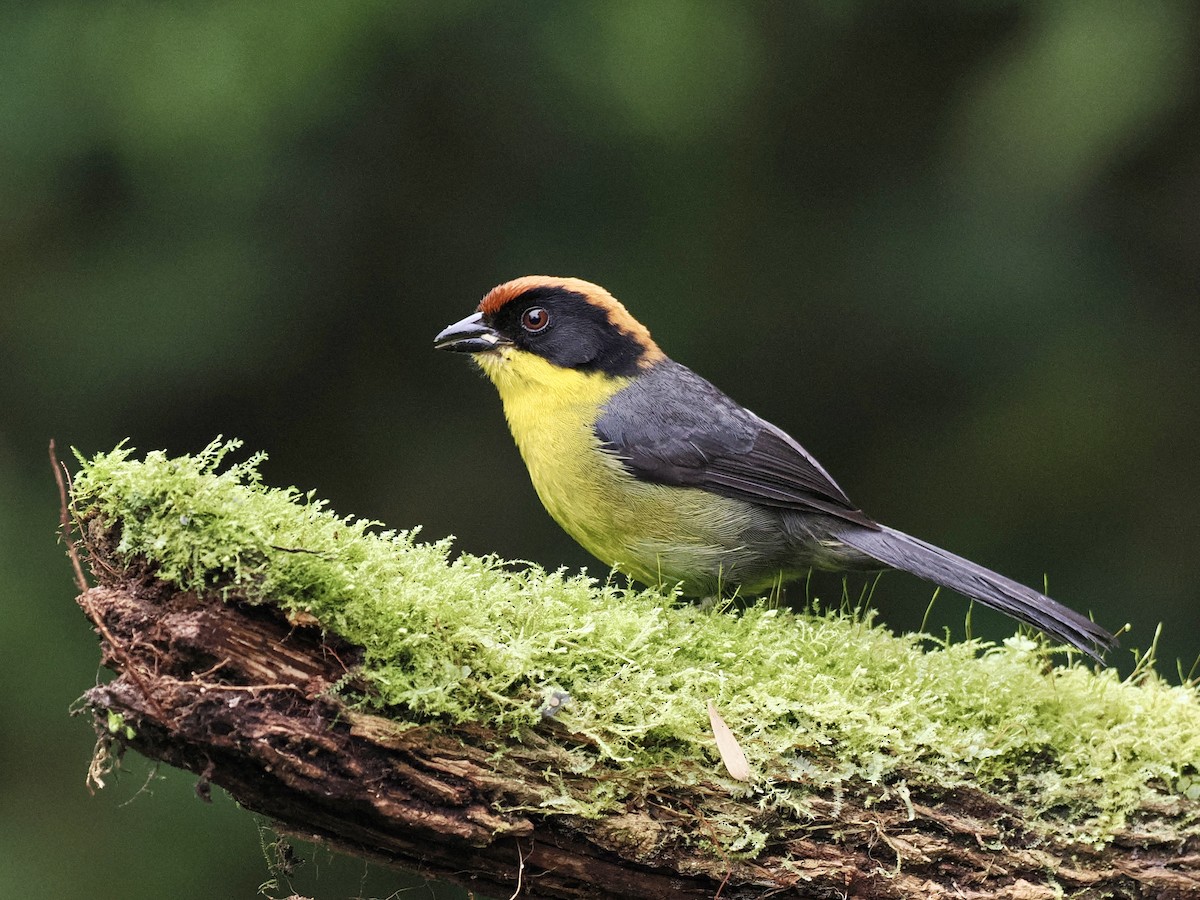 Yellow-breasted Brushfinch - ML526811241