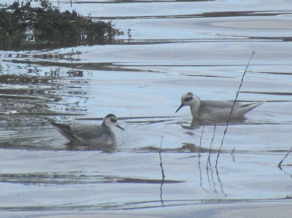 Red Phalarope - ML526812151