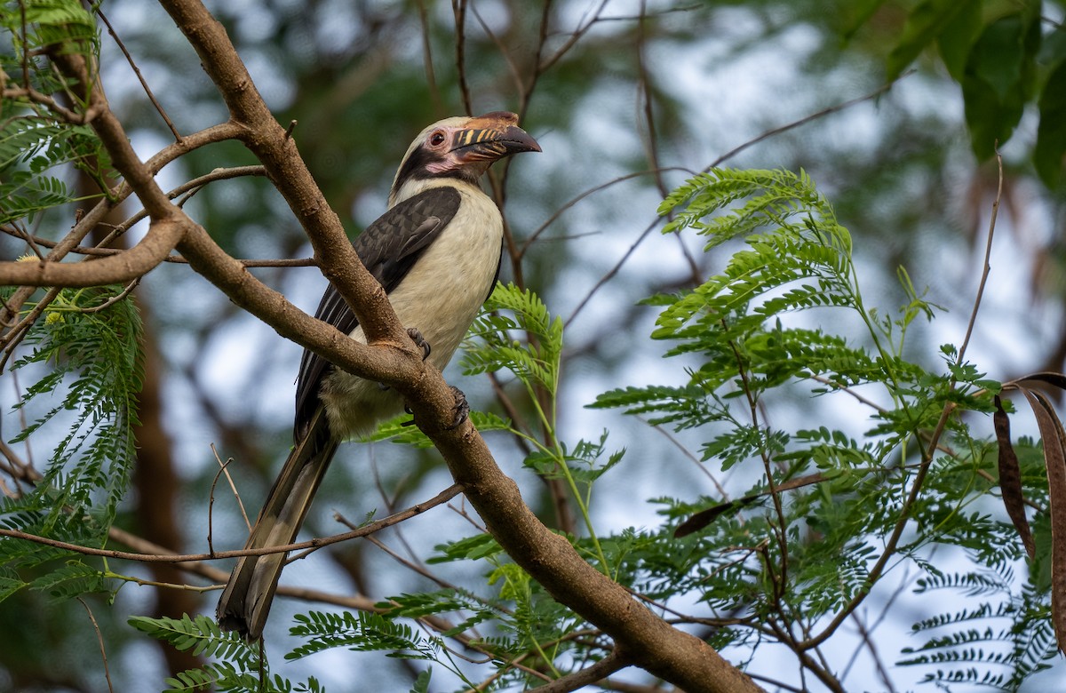 Luzon Hornbill - Forest Botial-Jarvis