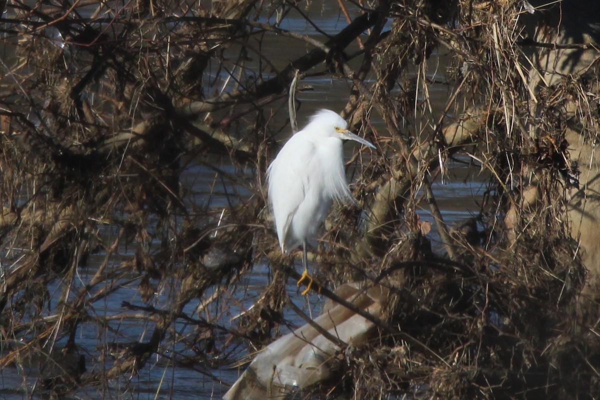 Snowy Egret - ML526817091