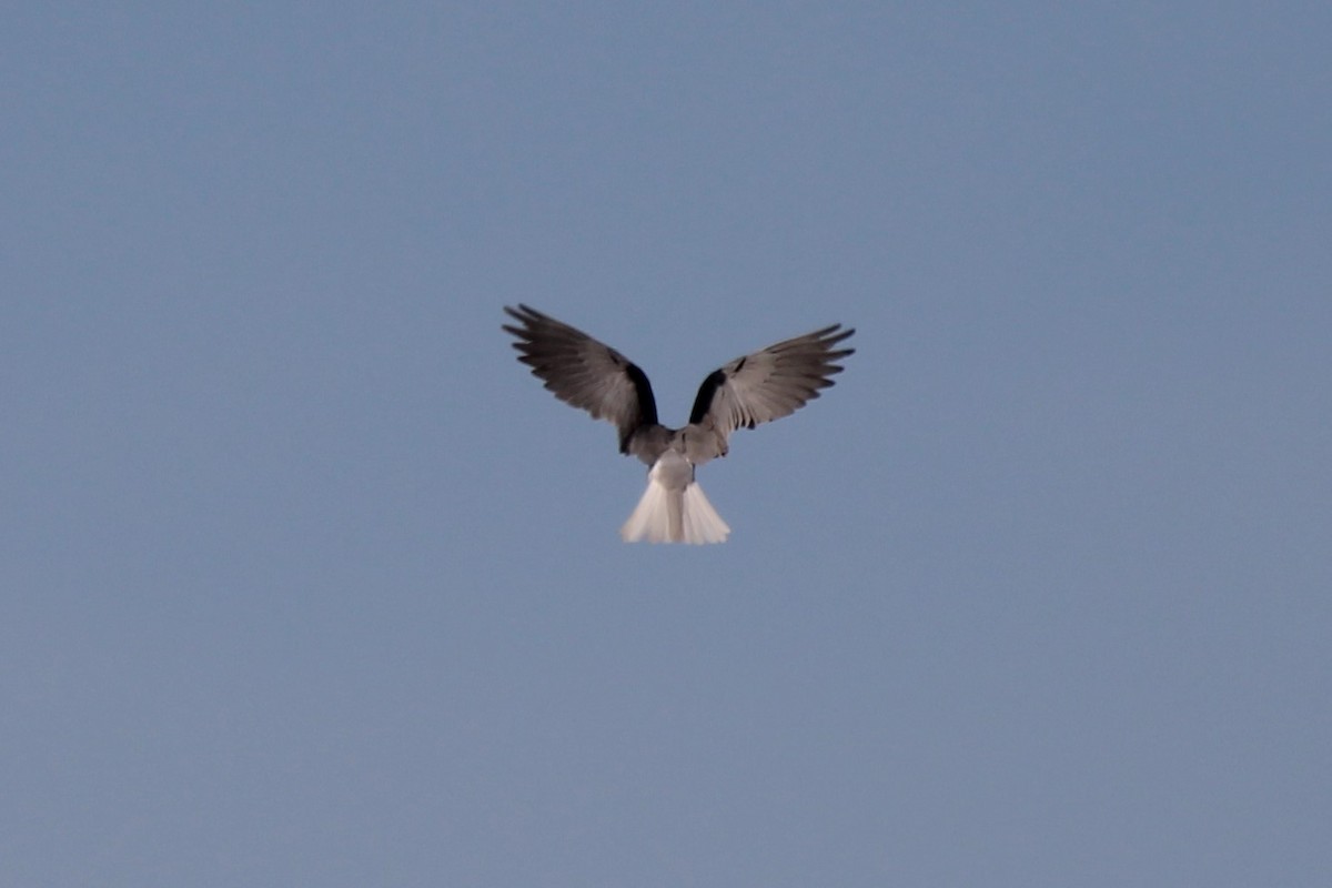 White-tailed Kite - Mark Benson