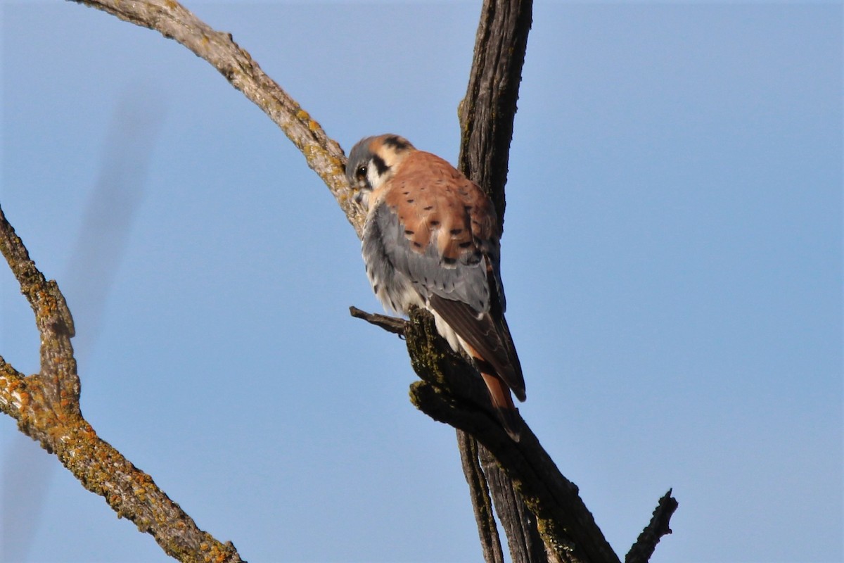 American Kestrel - ML526817411