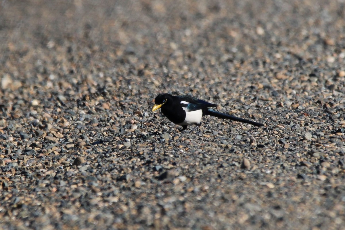 Yellow-billed Magpie - ML526817551