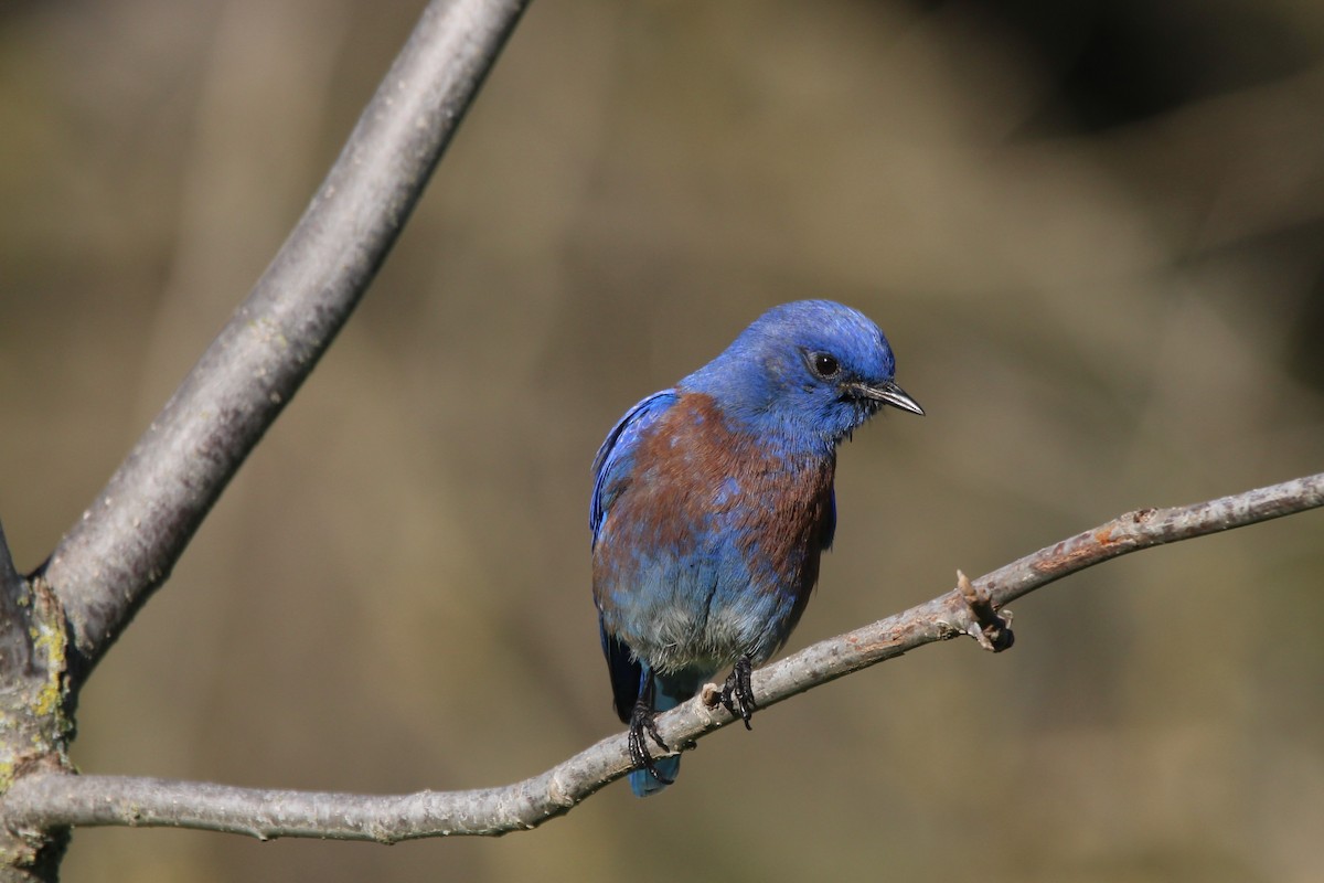 Western Bluebird - ML526817841