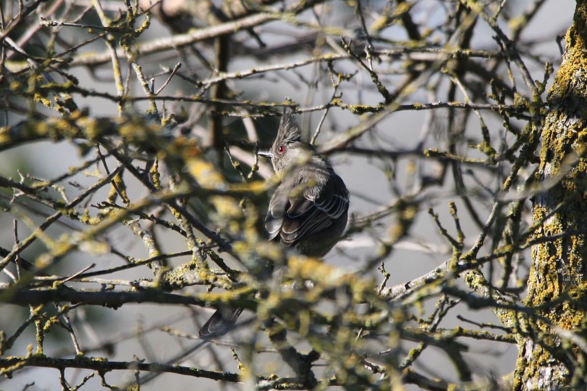 Phainopepla - Mark Benson