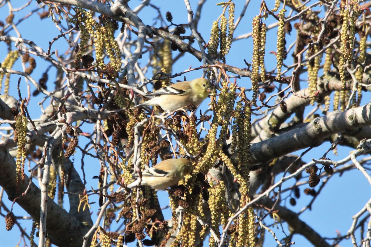 American Goldfinch - Mark Benson