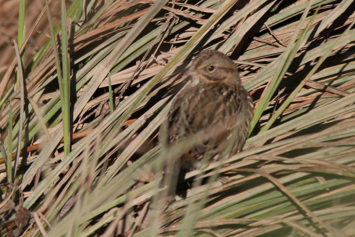 Lincoln's Sparrow - Mark Benson