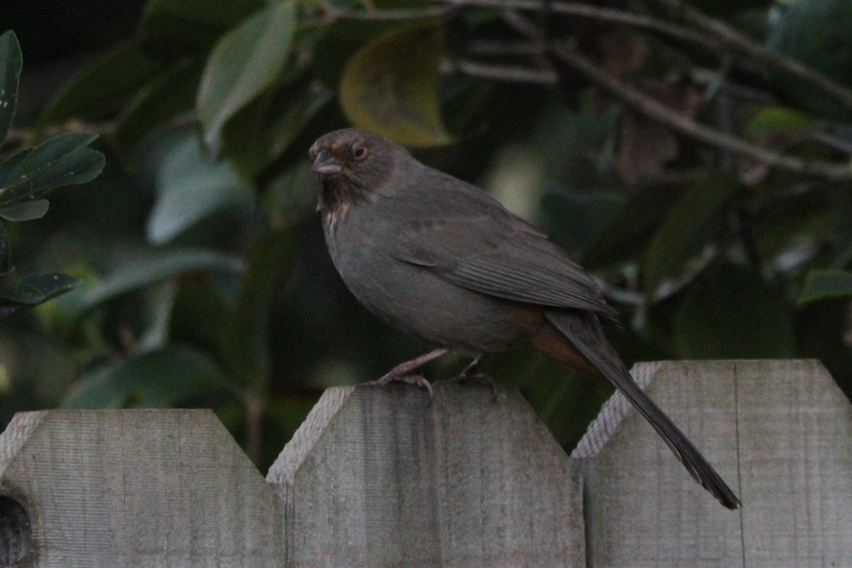 California Towhee - ML526818281