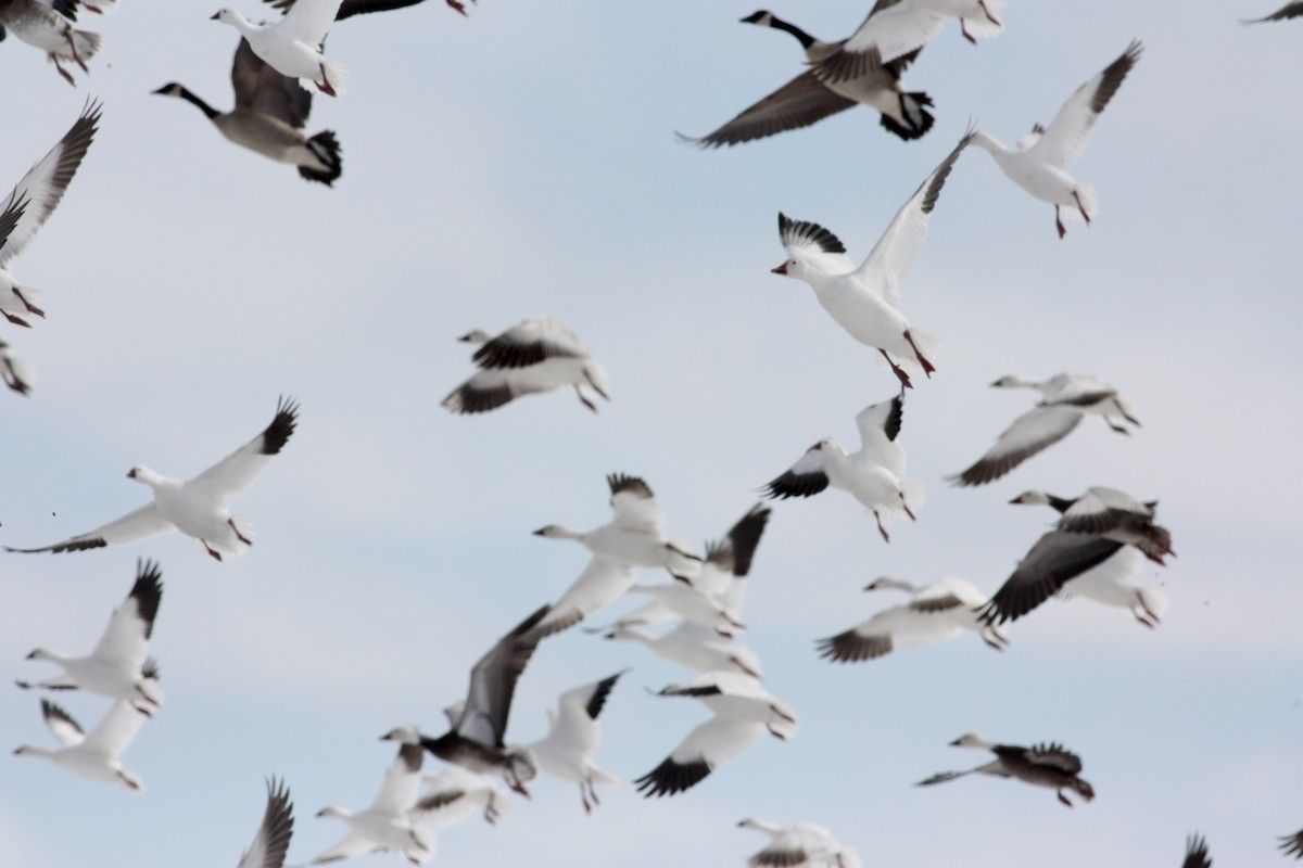 Snow Goose - ML52681961