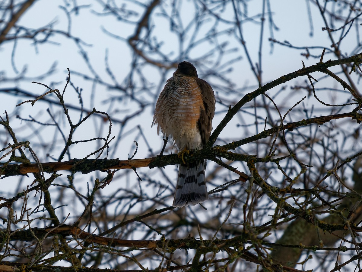 Sharp-shinned Hawk - ML526819721