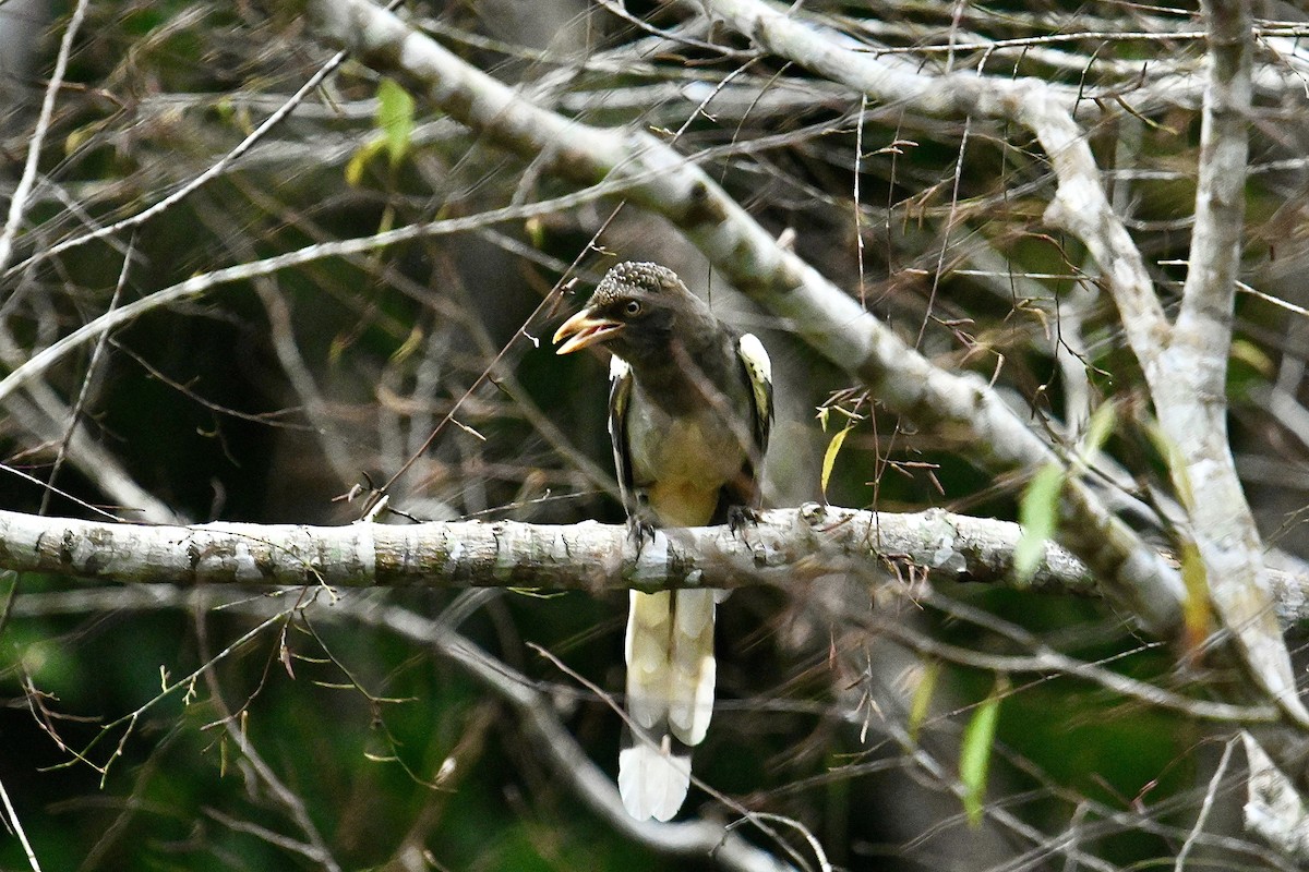 White-winged Magpie (Gray-tailed) - ML526820711