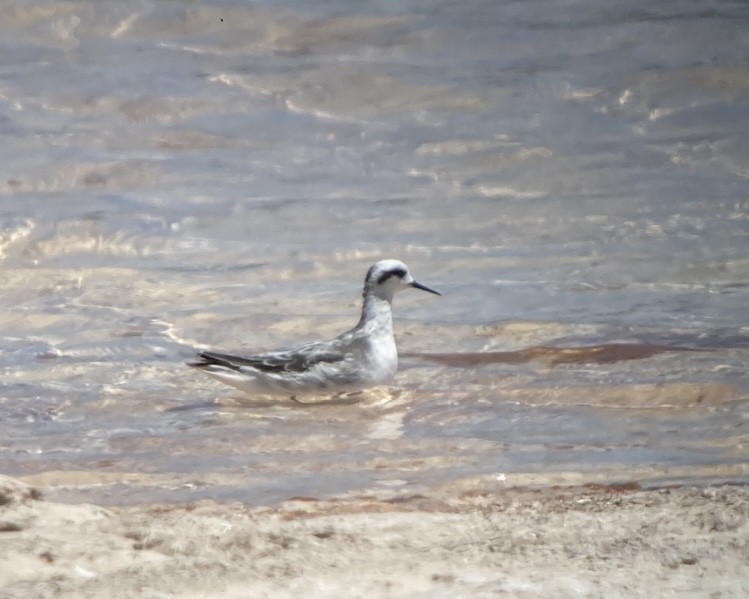 Red-necked Phalarope - ML526820871