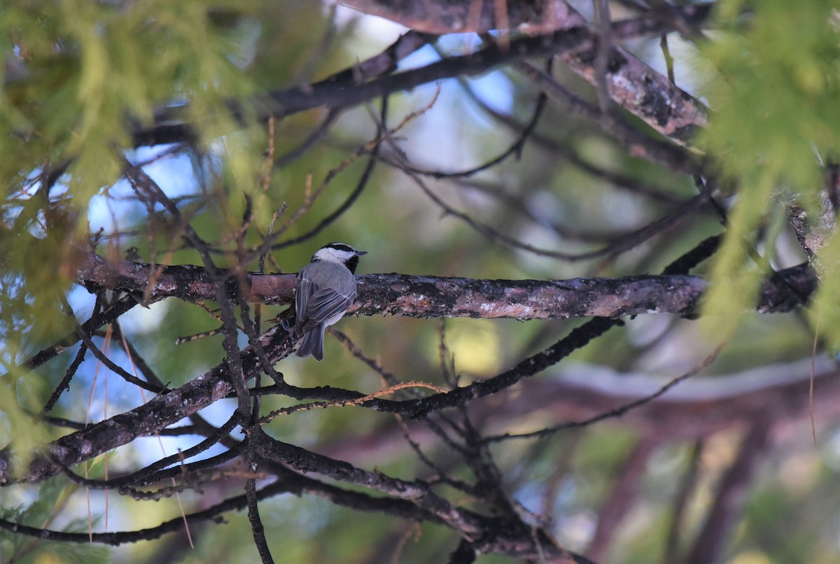 Mountain Chickadee - ML526820911