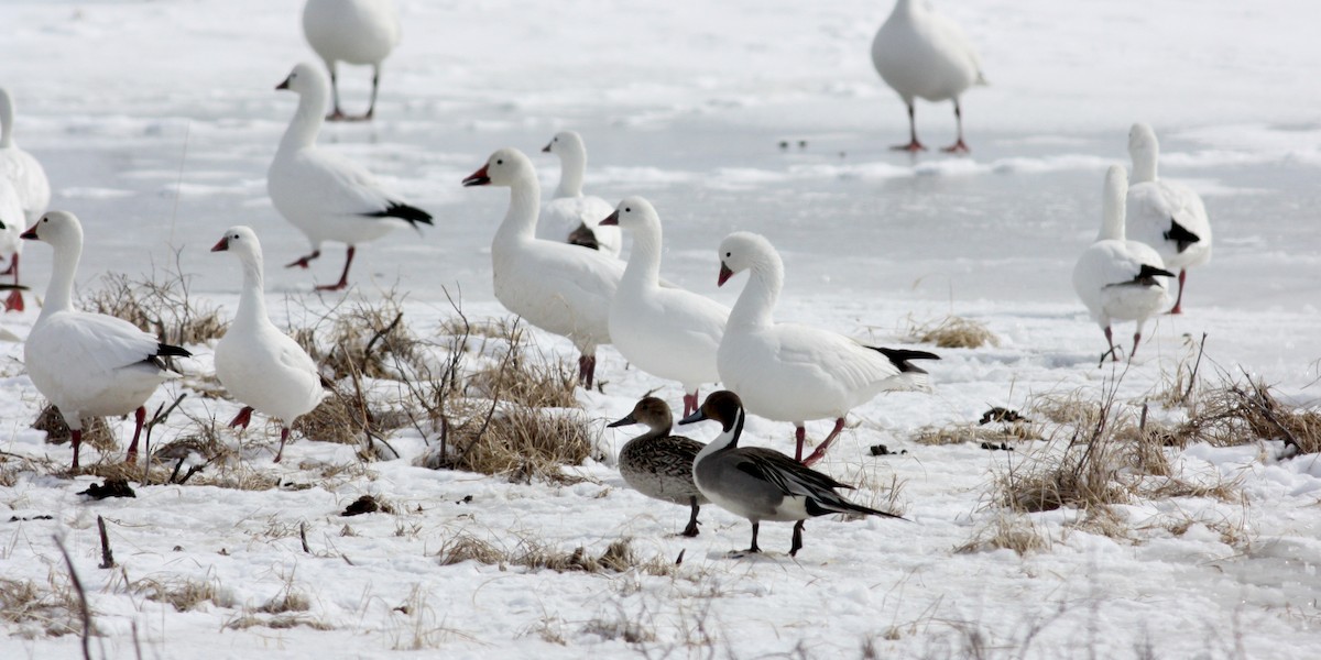 Northern Pintail - ML52682101