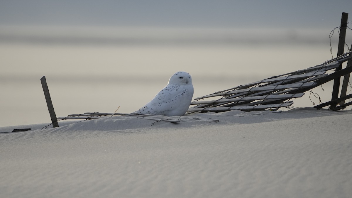 Snowy Owl - ML526821151