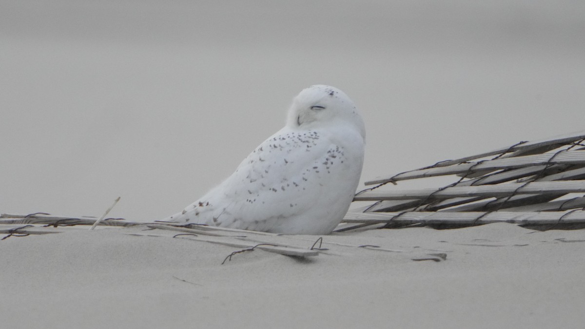 Snowy Owl - ML526821291