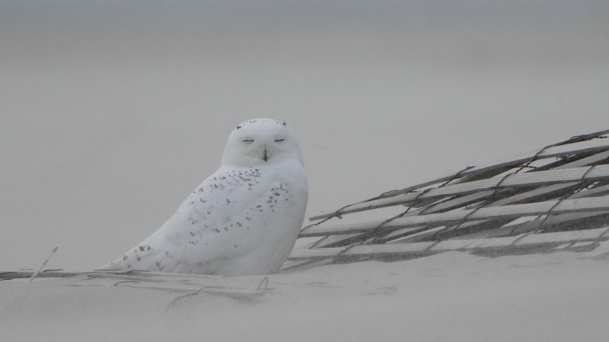 Snowy Owl - ML526821341