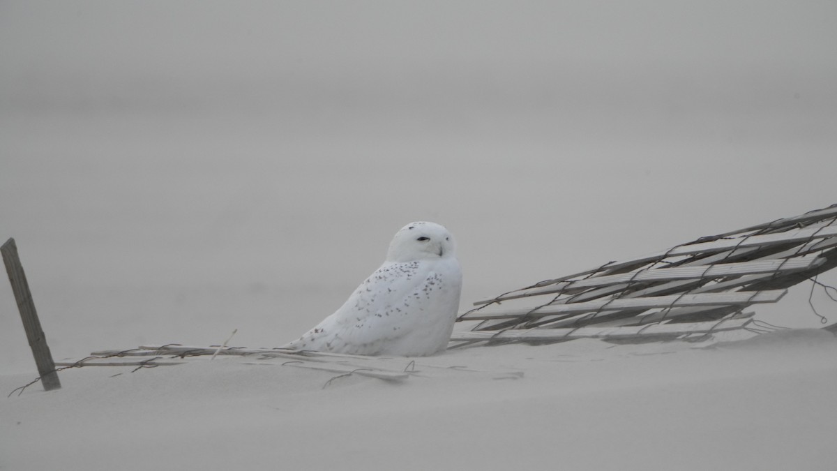 Snowy Owl - ML526821381