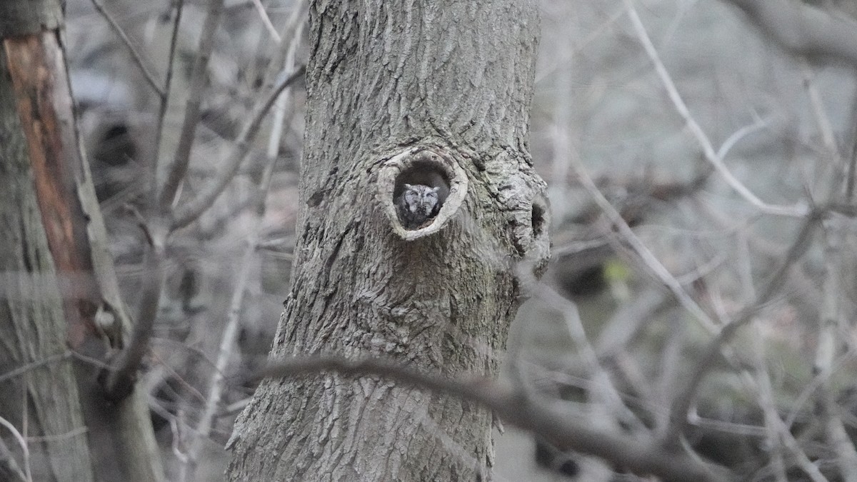 Eastern Screech-Owl - ML526821601