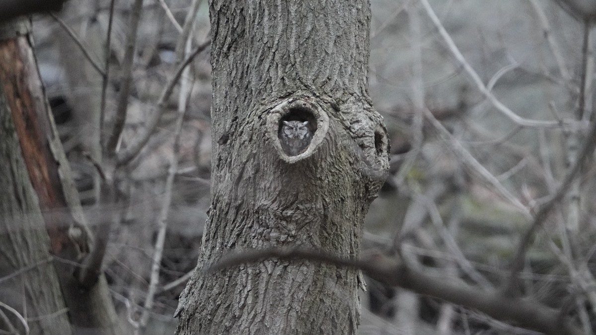 Eastern Screech-Owl - ML526821721