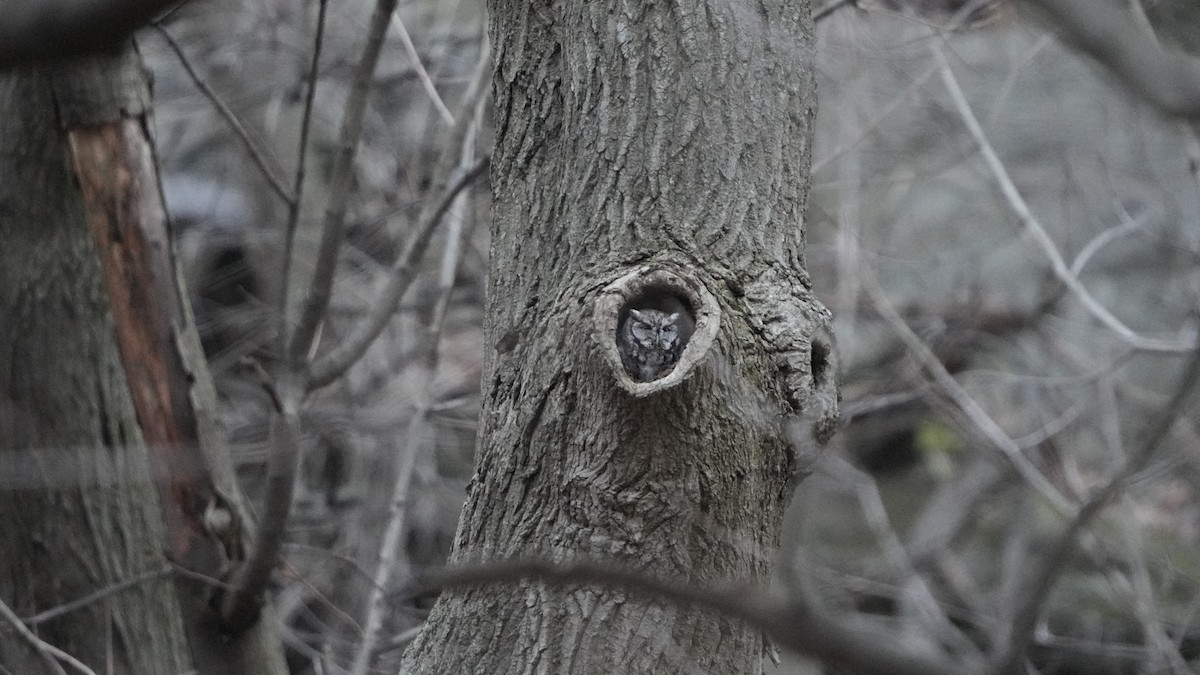 Eastern Screech-Owl - ML526821741