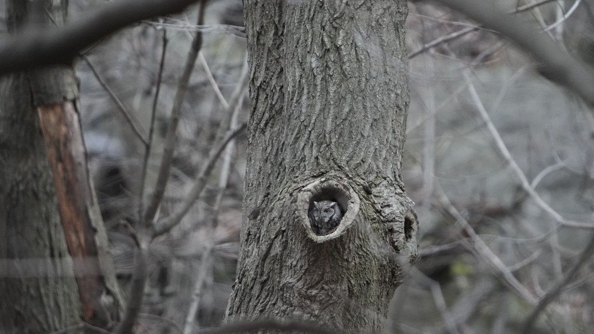 Eastern Screech-Owl - ML526821861