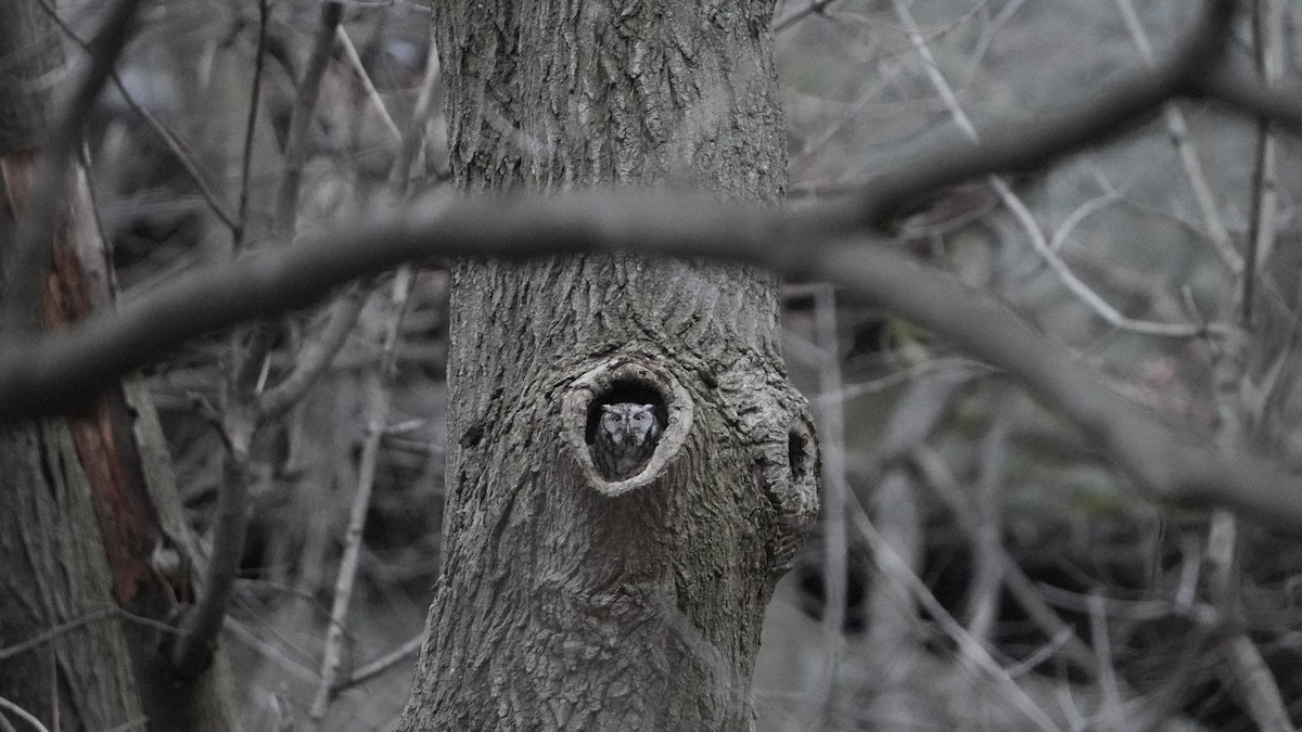 Eastern Screech-Owl - ML526821961