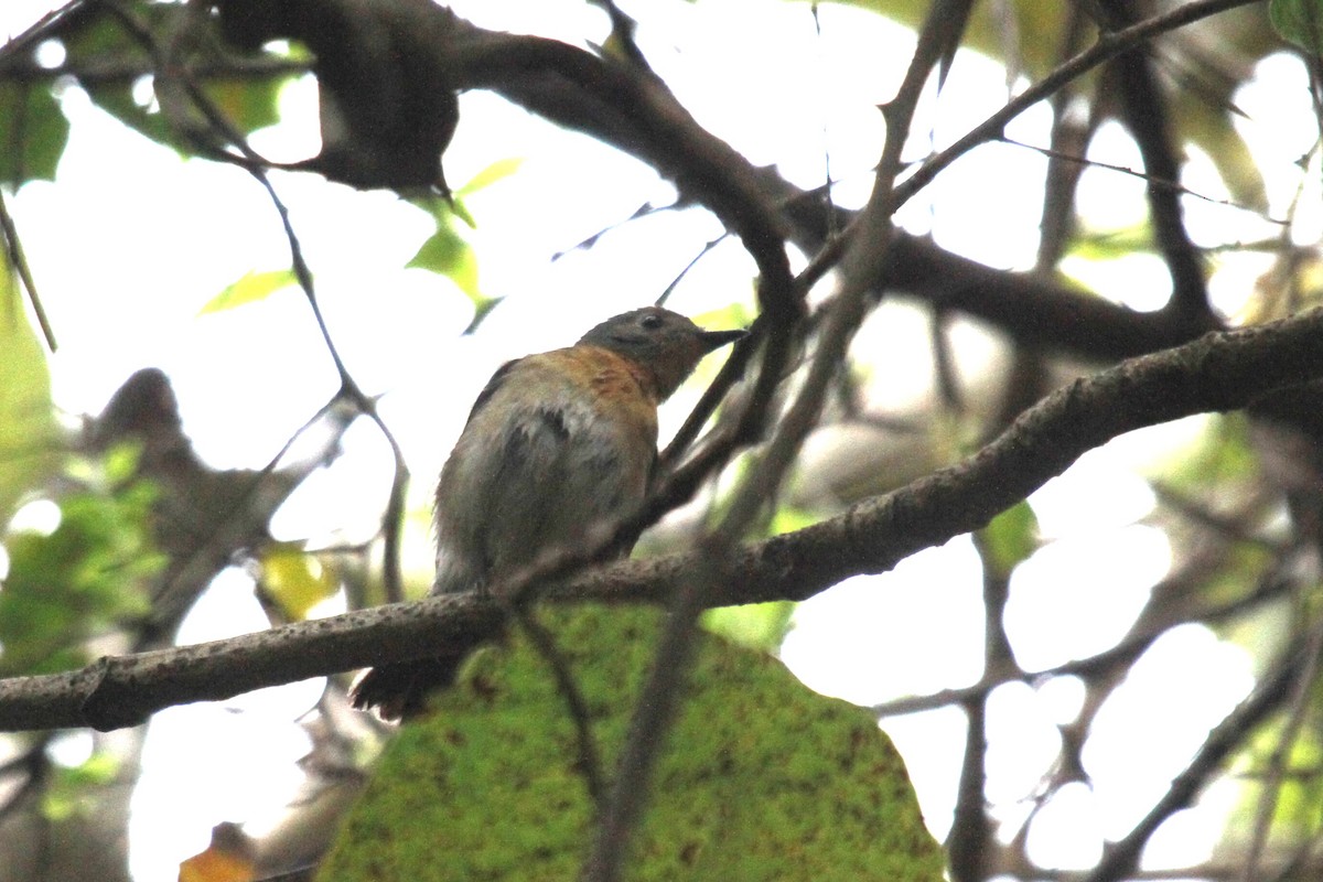 Blue-throated Flycatcher - ML526822531