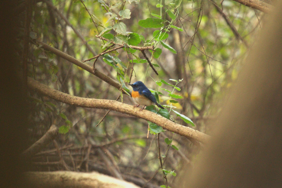 Blue-throated Flycatcher - Druva  Murali
