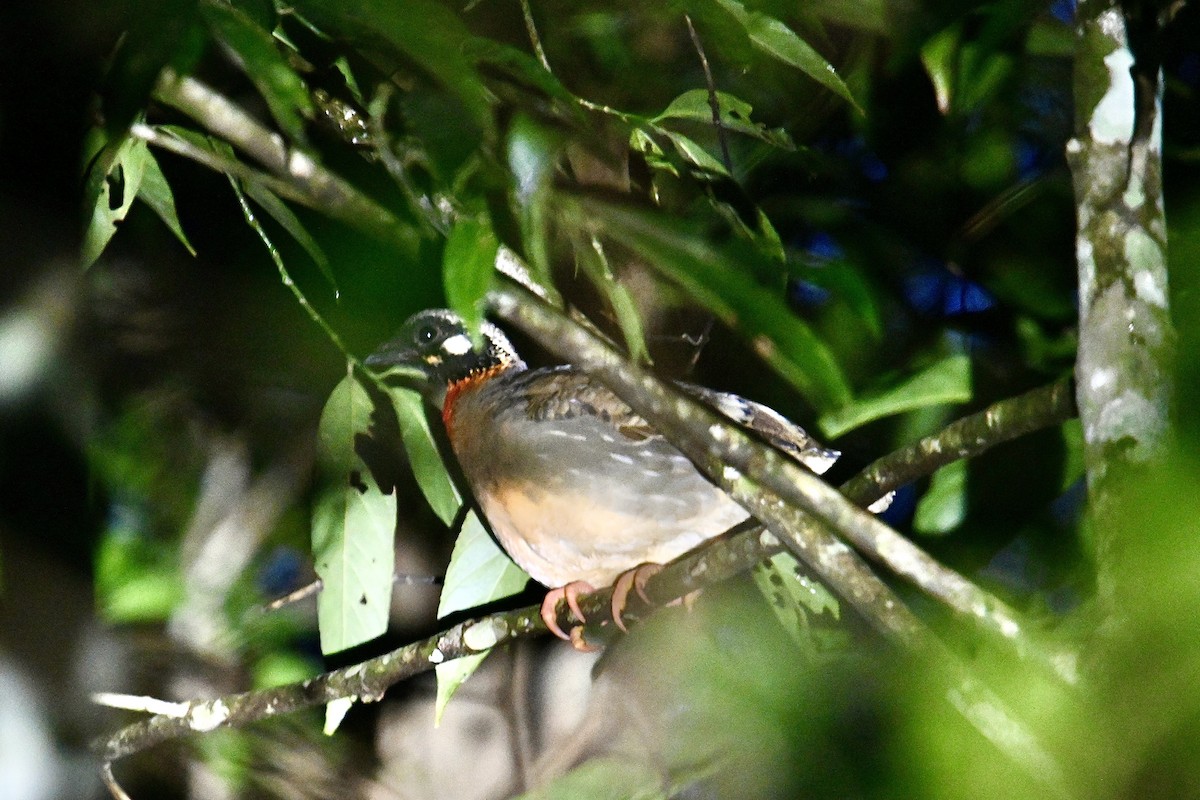 Hainan Partridge - ML526823961