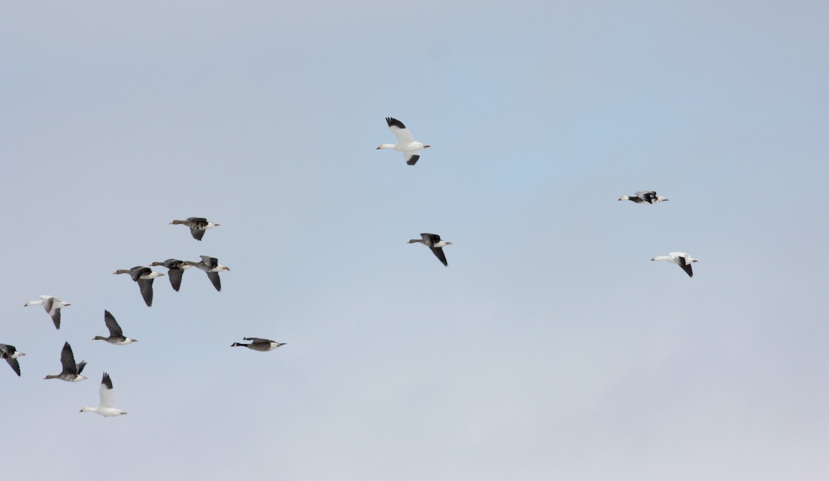 Greater White-fronted Goose - Jay McGowan