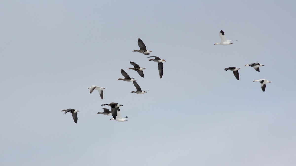 Greater White-fronted Goose - ML52682431