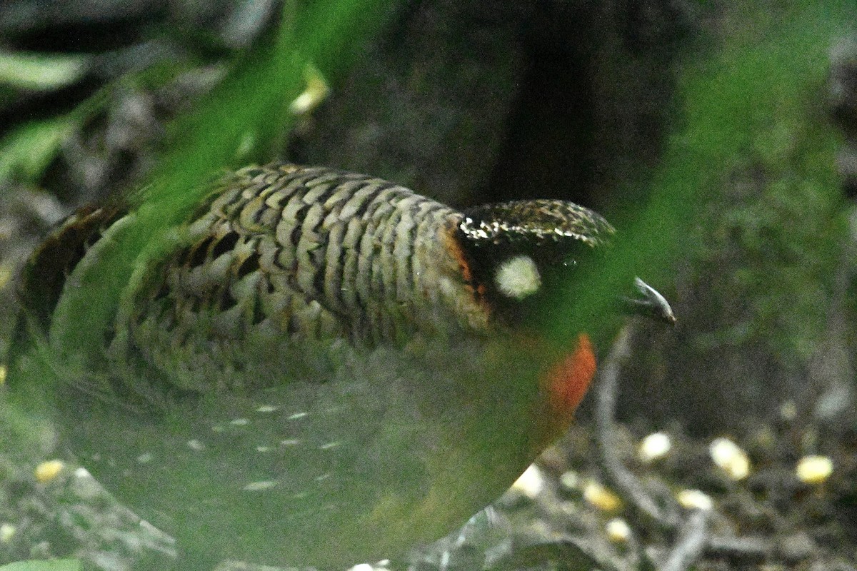 Hainan Partridge - ML526824511