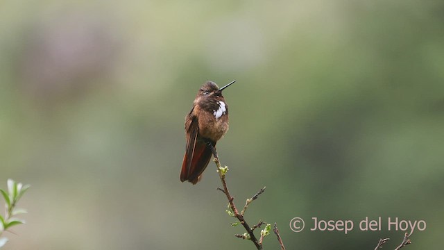 kolibřík zábludový - ML526825321