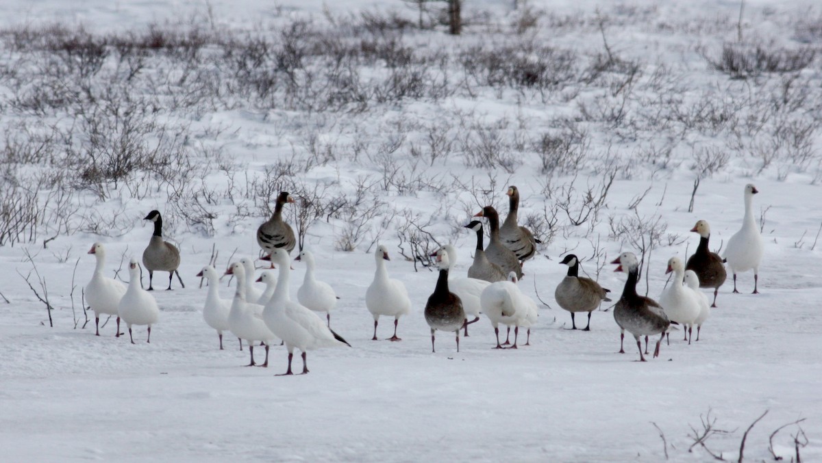 Greater White-fronted Goose - ML52682601