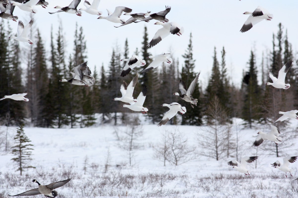 Snow Goose - ML52682611