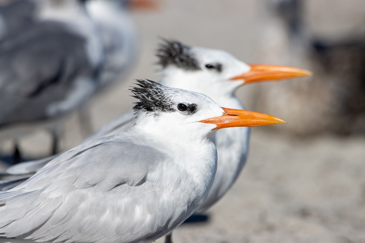 Royal Tern - Tristan Yoo