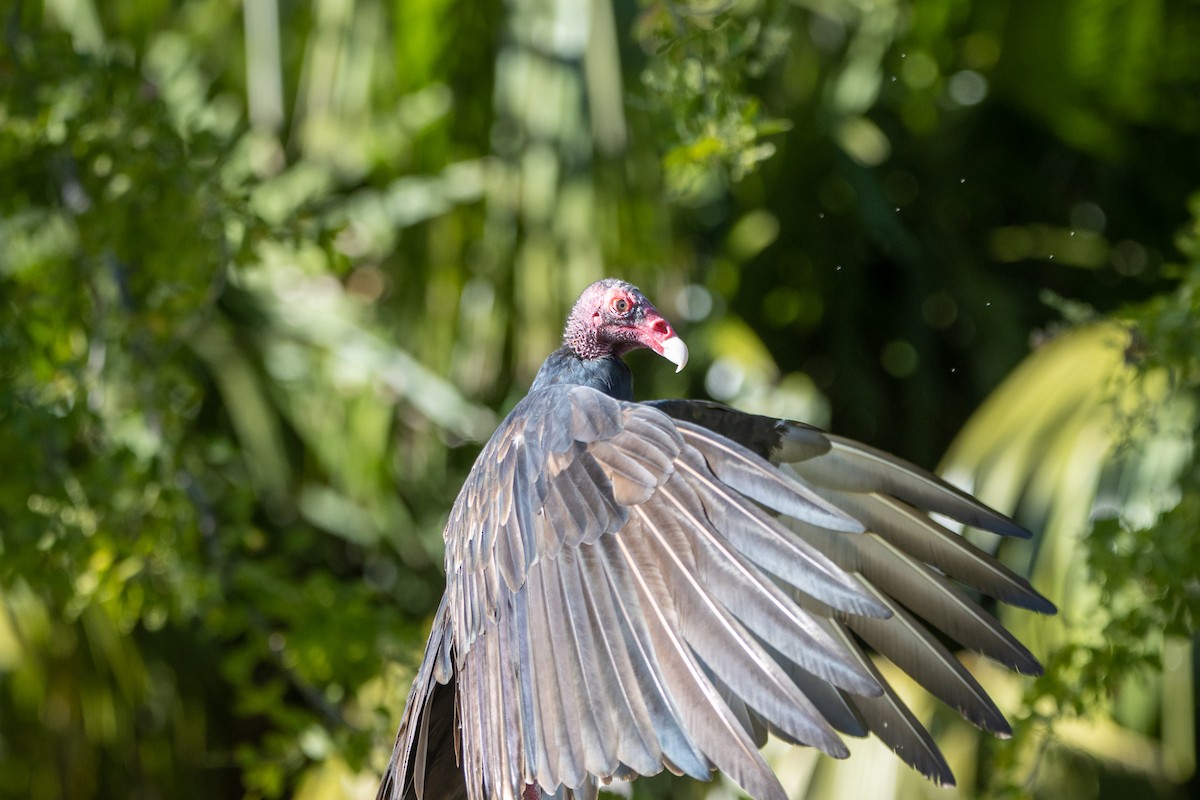 Turkey Vulture - Tristan Yoo