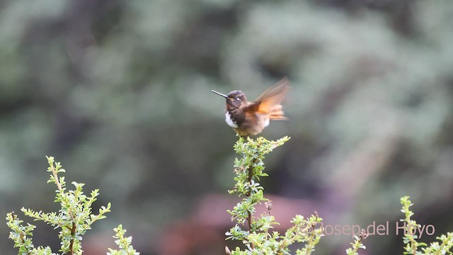 kolibřík zábludový - ML526827651
