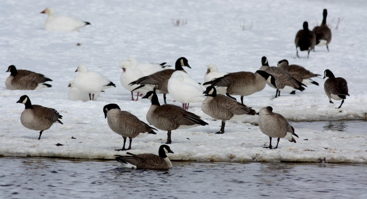 Cackling Goose - Jay McGowan