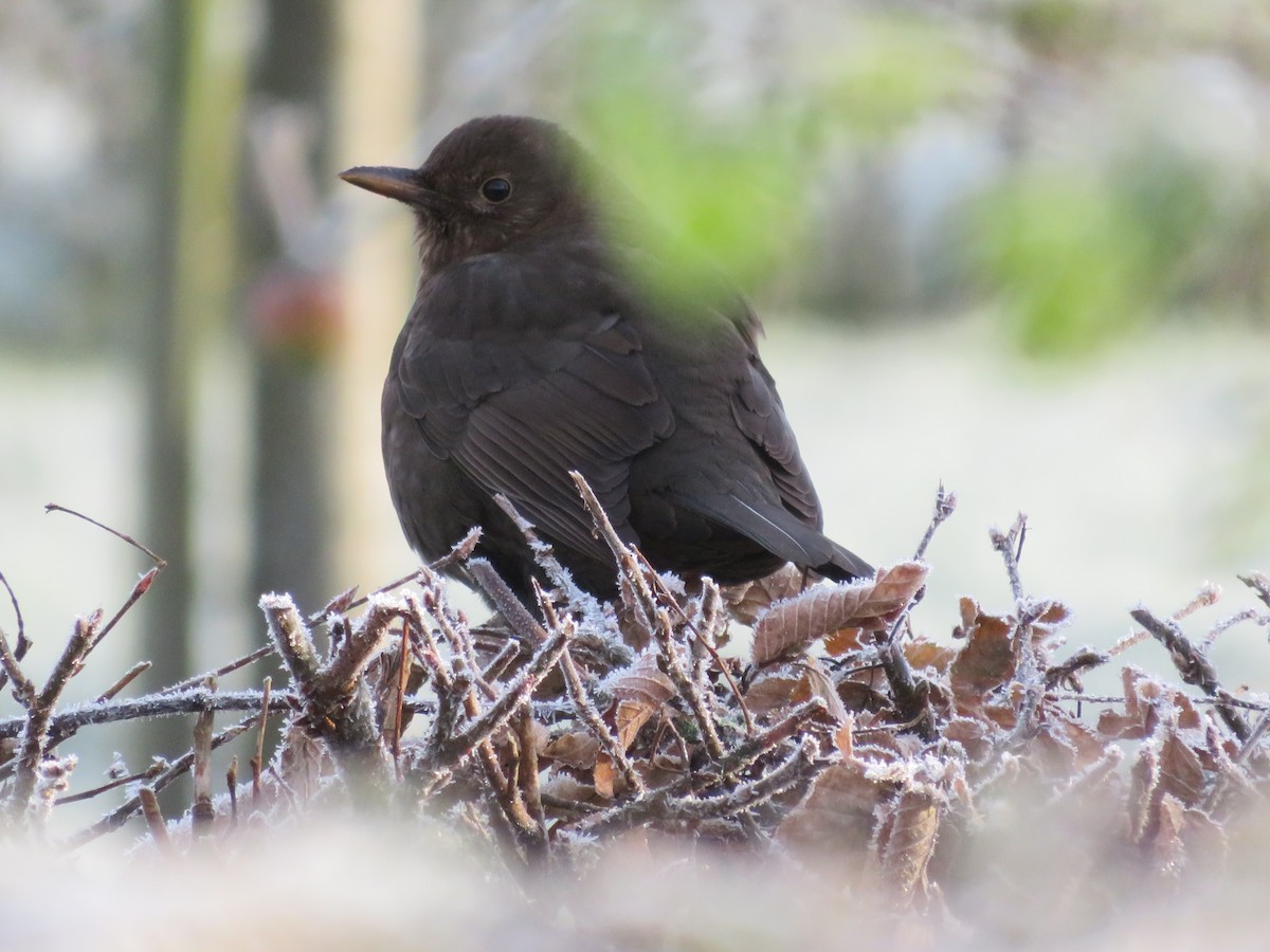 Eurasian Blackbird - ML526829791