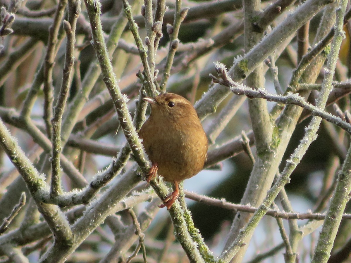 Eurasian Wren - ML526829901